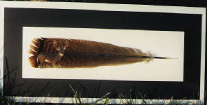 scan0001.jpg
